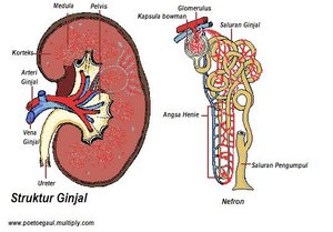 TUGAS-TUGAS BIOLOGI: Proses Pembentukan Urin