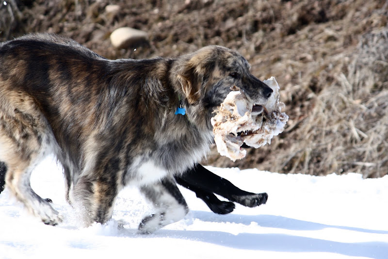 Marley running through the snow carrying a large bone from a deer pelvis in his mouth.