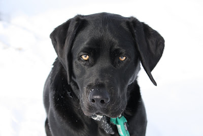 Sterling a black lab with a blocky head and amber eyes looks slightly off in the distance while standing on a bright field of snow the only color other than black is his bright amber eyes and green ID tag holder.