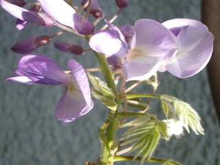 glycine wisteria flower natacha colmez