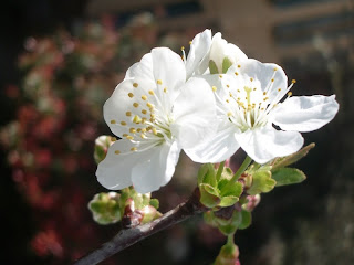 cherry tree flower natacha colmez