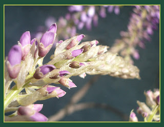 glycine wisteria flower natacha colmez