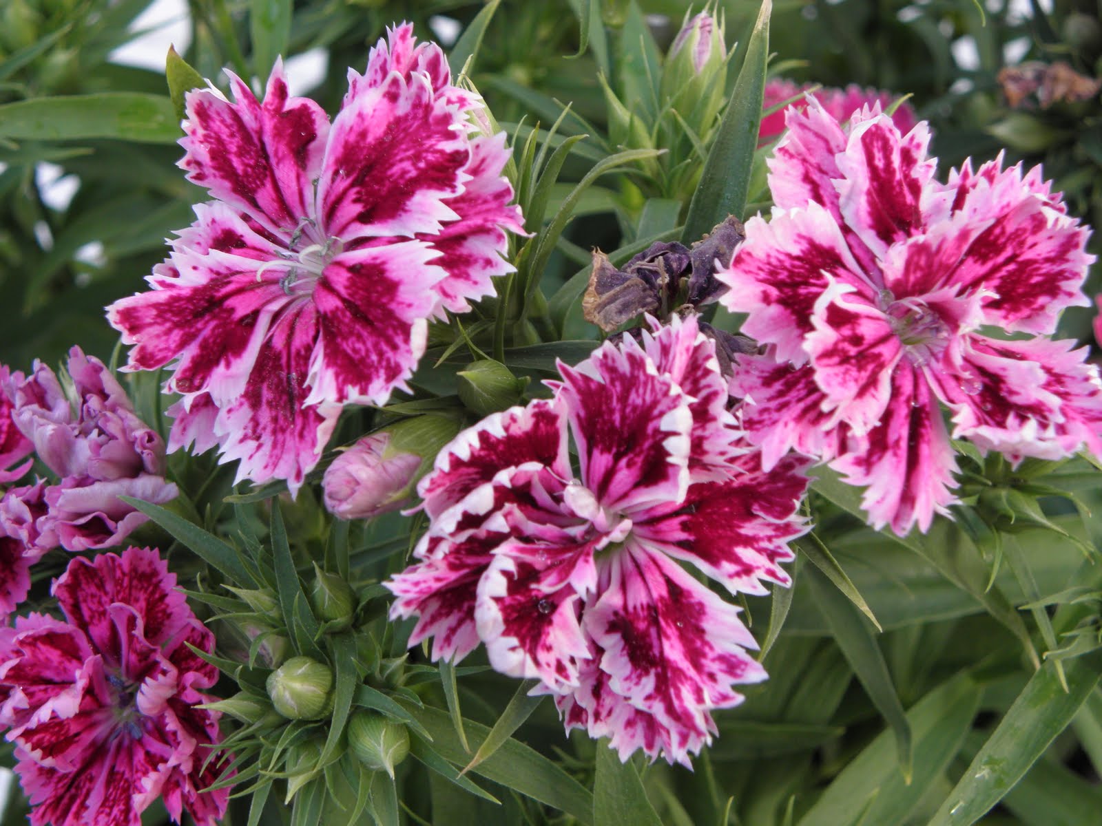 [Target+Mar+flowers+017.JPG]