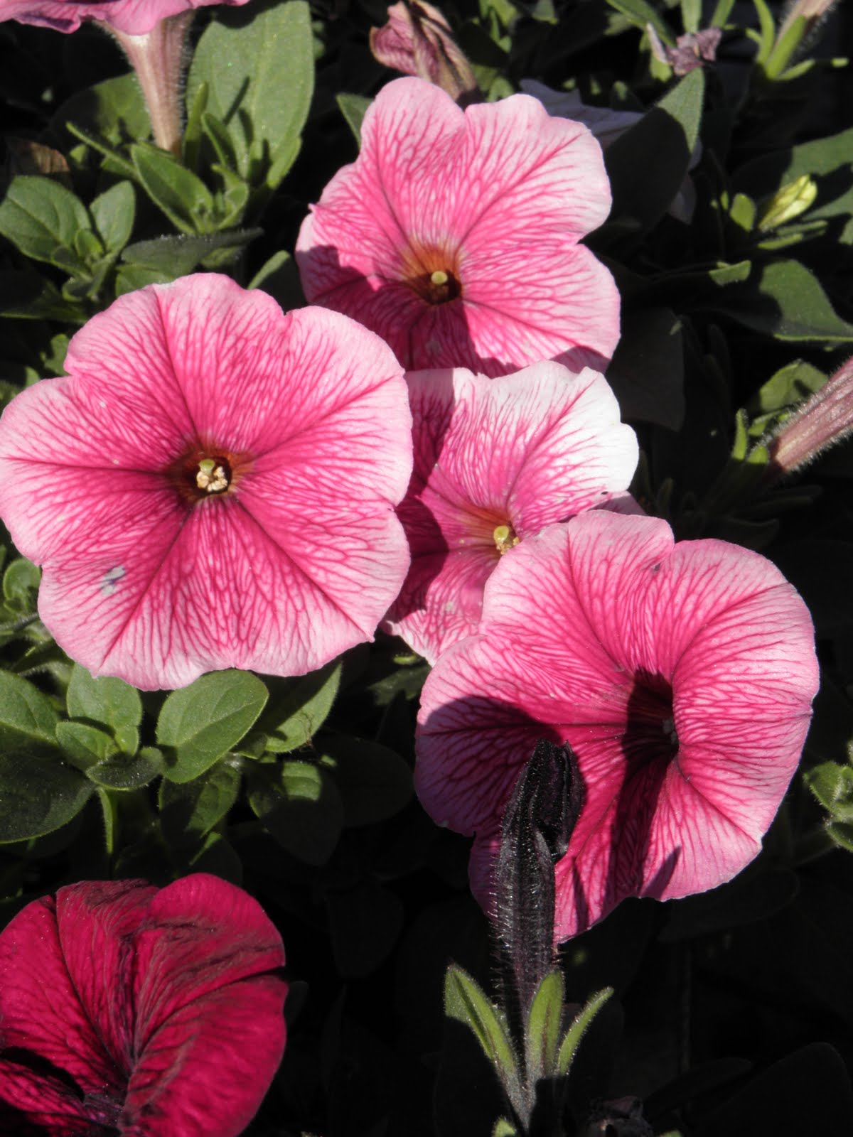 [Lowes+2-10+030.JPG]