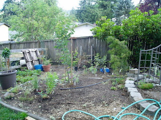 THE MUSINGS OF A TRANSPLANTED GARDENER: Strawberry towers