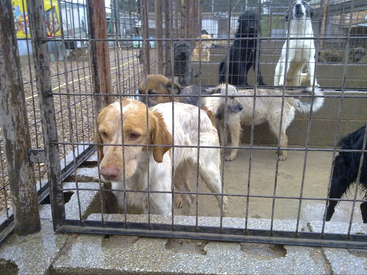ANIMALES DE COMPAÑÍA. ¿QUÉ OCURRE ACTUALMENTE? ANIMALES DE COMPAÑÍA. ¿QUÉ OCURRE ACTUALMENTE?