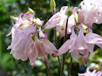 Columbine