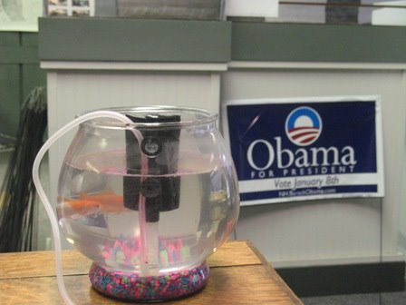 [obama-goldfish.bmp]