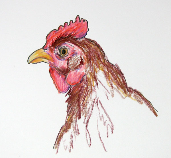 is a Rhode Island Red. Rhode Island Red. is a Rhode Island Red.