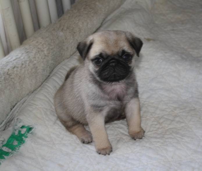 show me pugs journey with pugs 3 show potential pug puppies show me pugs journey with pugs 3 show potential pug puppies