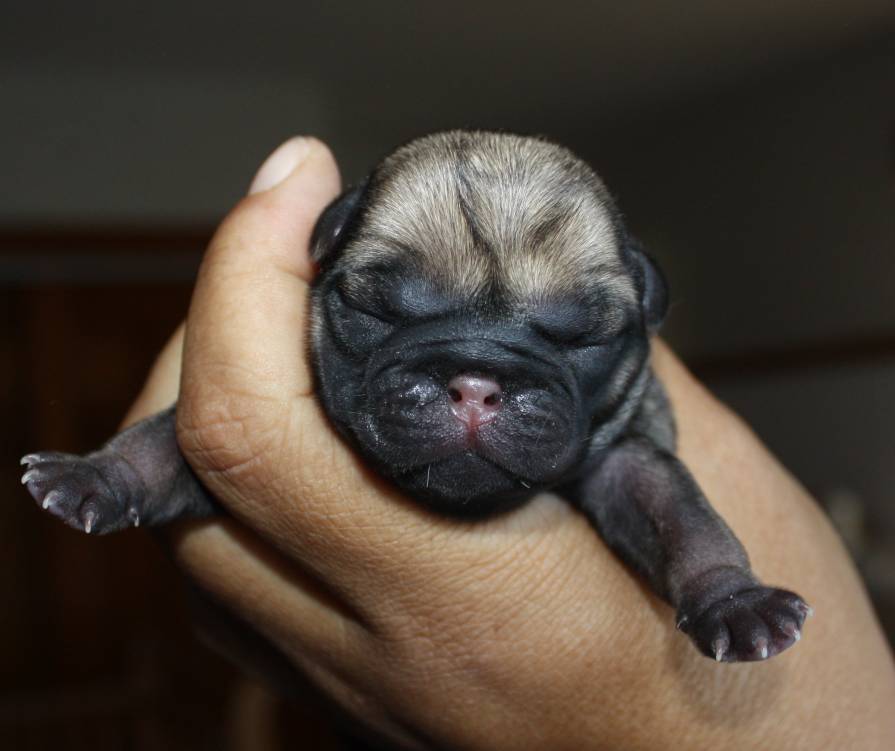 new pug puppy newborn pug puppy models picture new pug puppy newborn pug puppy models picture