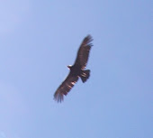 Peruvian Condor