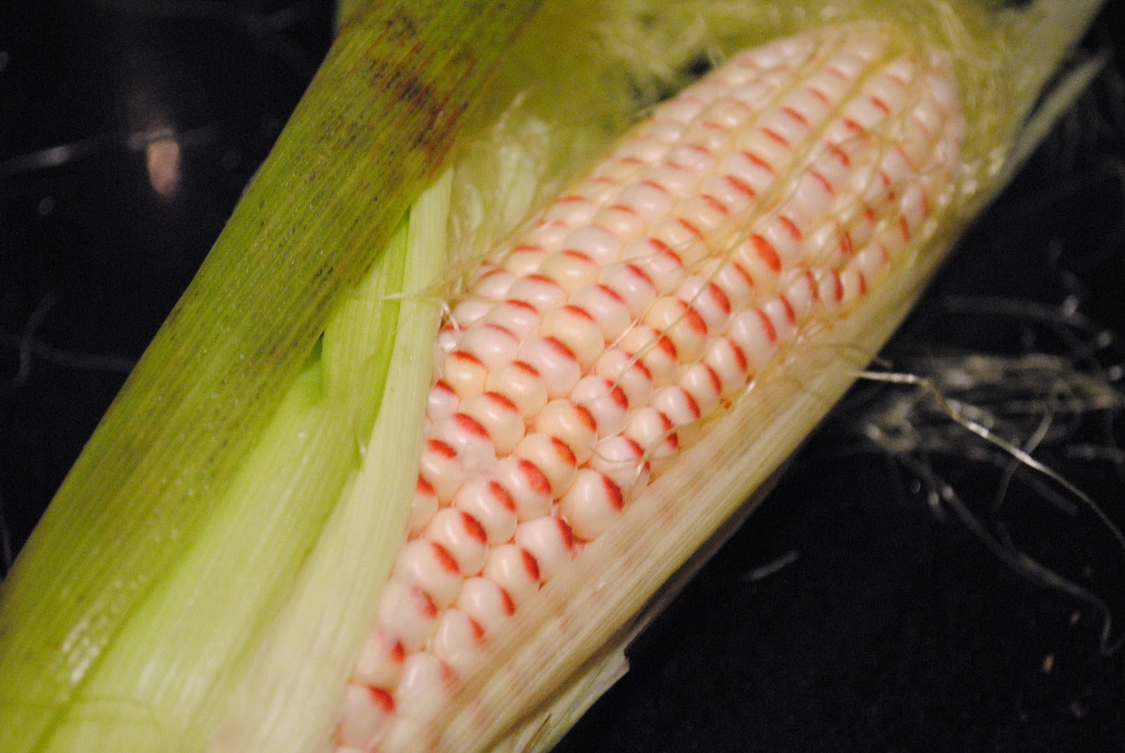 Veggies for Carnivores Mystery Produce of the Week Red Corn