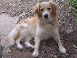 Mi amigo Codi