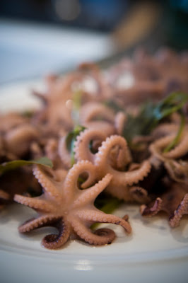 Baby Octopus Pictures