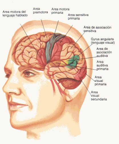 Funciones Principales Del Sistema Nervioso Central Y Sus Partes