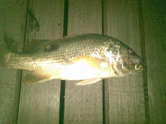 Ikan Unga