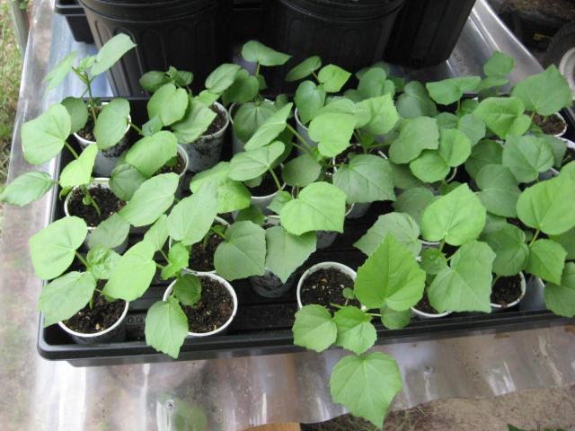 Propagation and Gardening: Confederate Rose (Hibiscus) From Seed