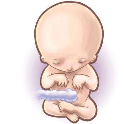 12weeks: growing major organs pictures of 12 weeks pregnant. 12weeks: growing major organs