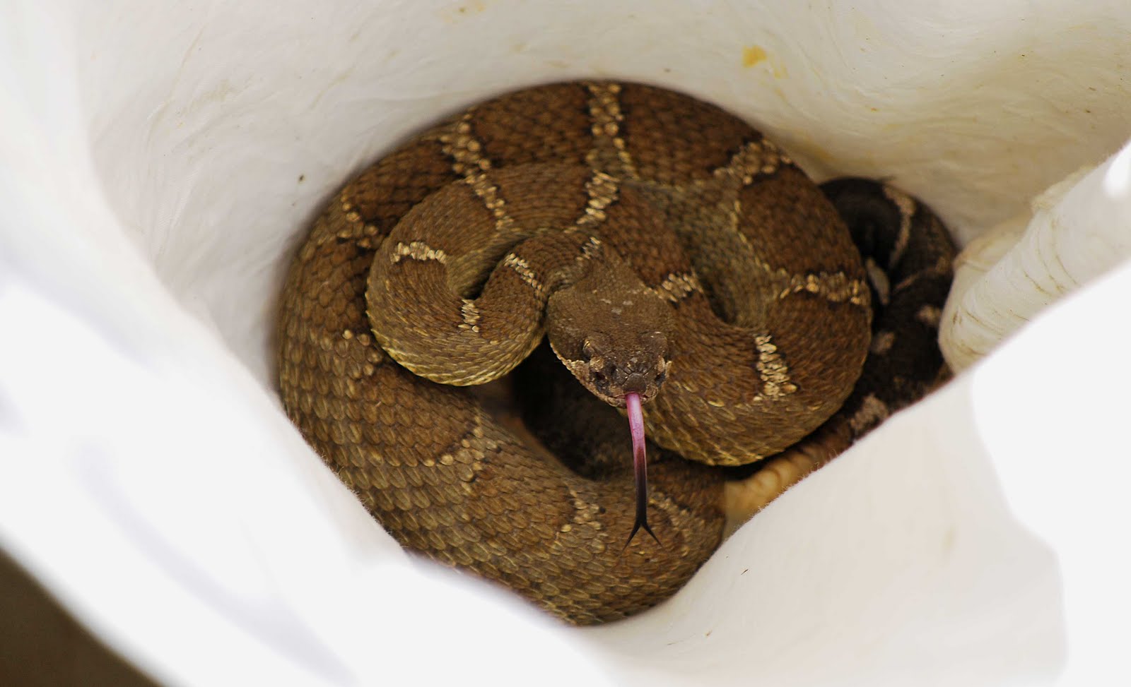 Snakes+With+Triangle-Shaped+Heads Snakes With Triangle Shaped Heads http://dipperanch.blogspot.com/2010 ...