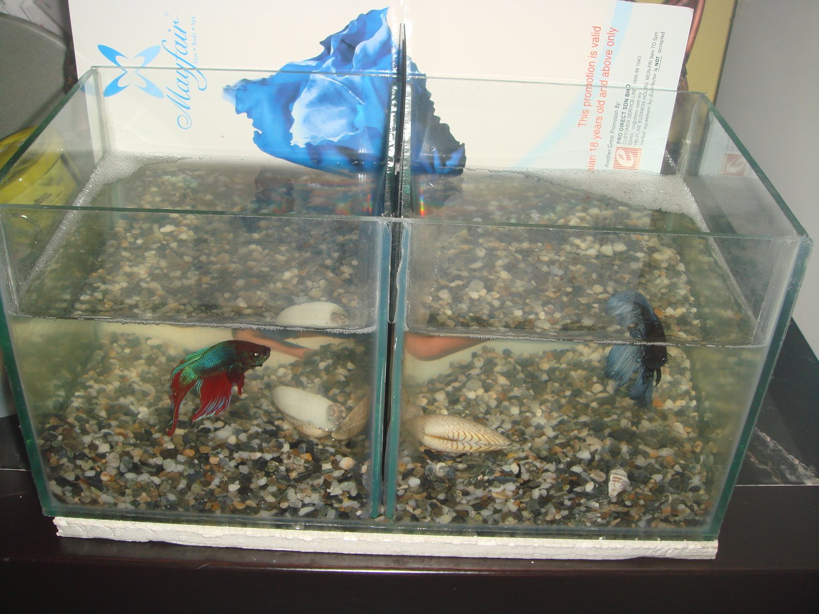 [DSC01326.JPG]