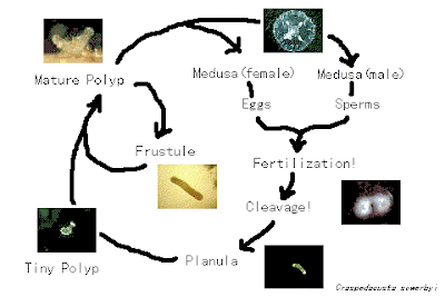 hardcore orgy bi long free video polyps sexual reproduction