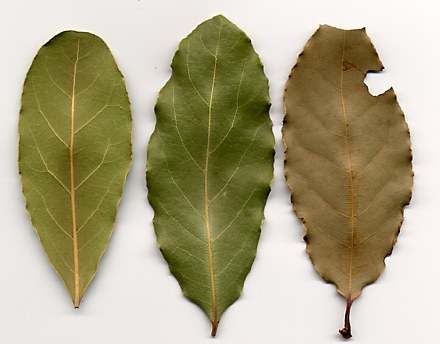 Bay leaves poisonous to dogs