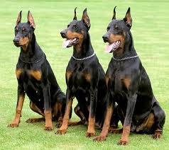 doberman dog breeders