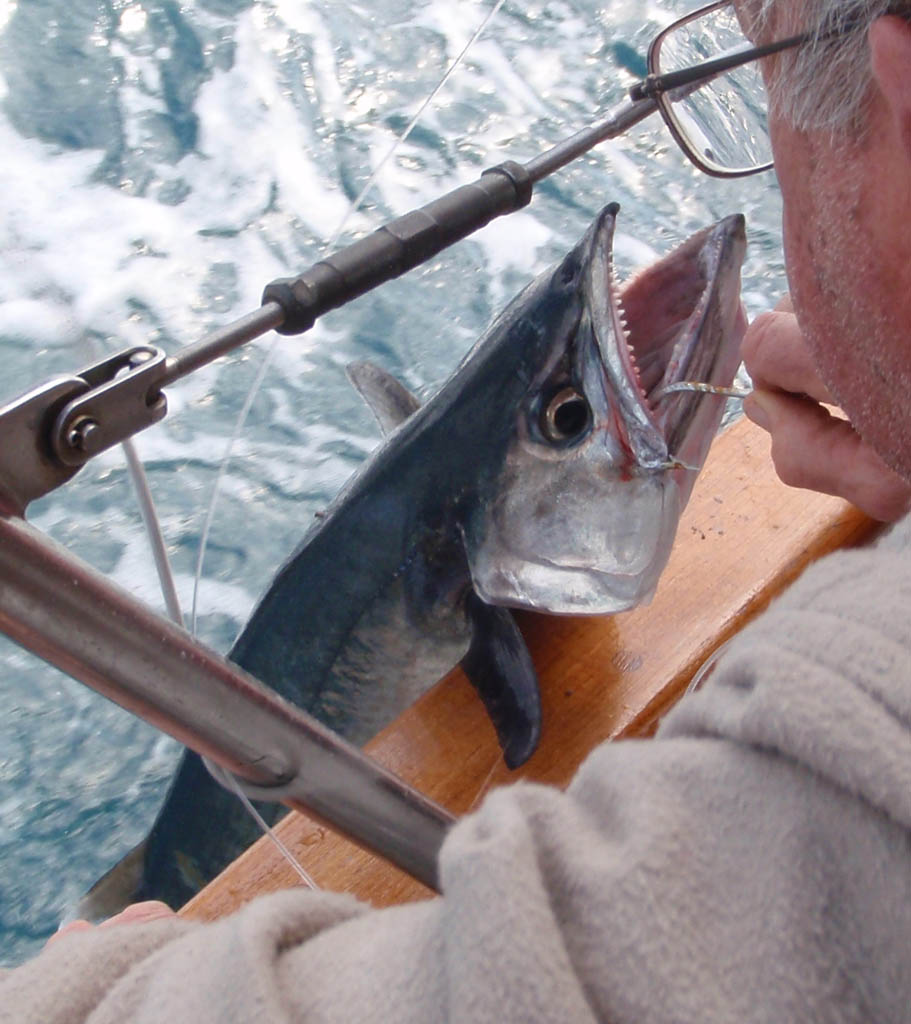 [mackerel1.jpg]