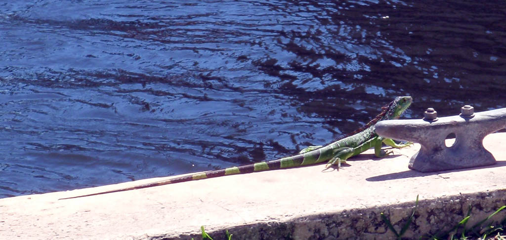 [iguana.jpg]