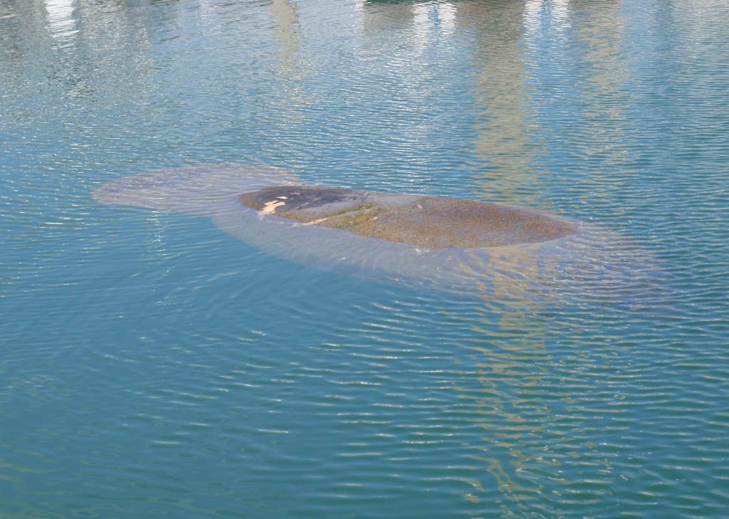 [manateefirst.jpg]