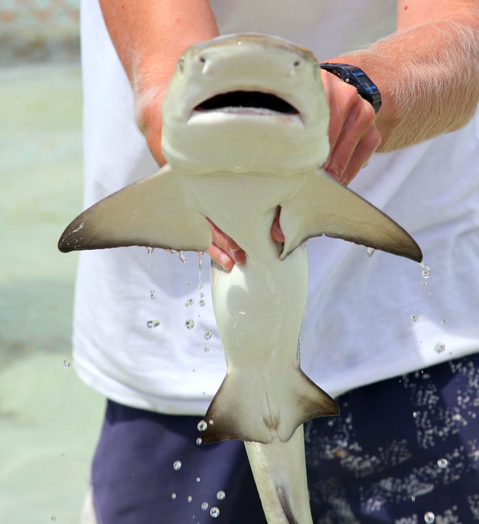 [LemonSharkFrontView.jpg]