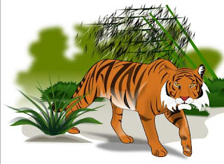 Malayan Tiger Illustration