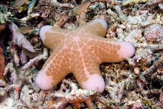 Sea Starfish