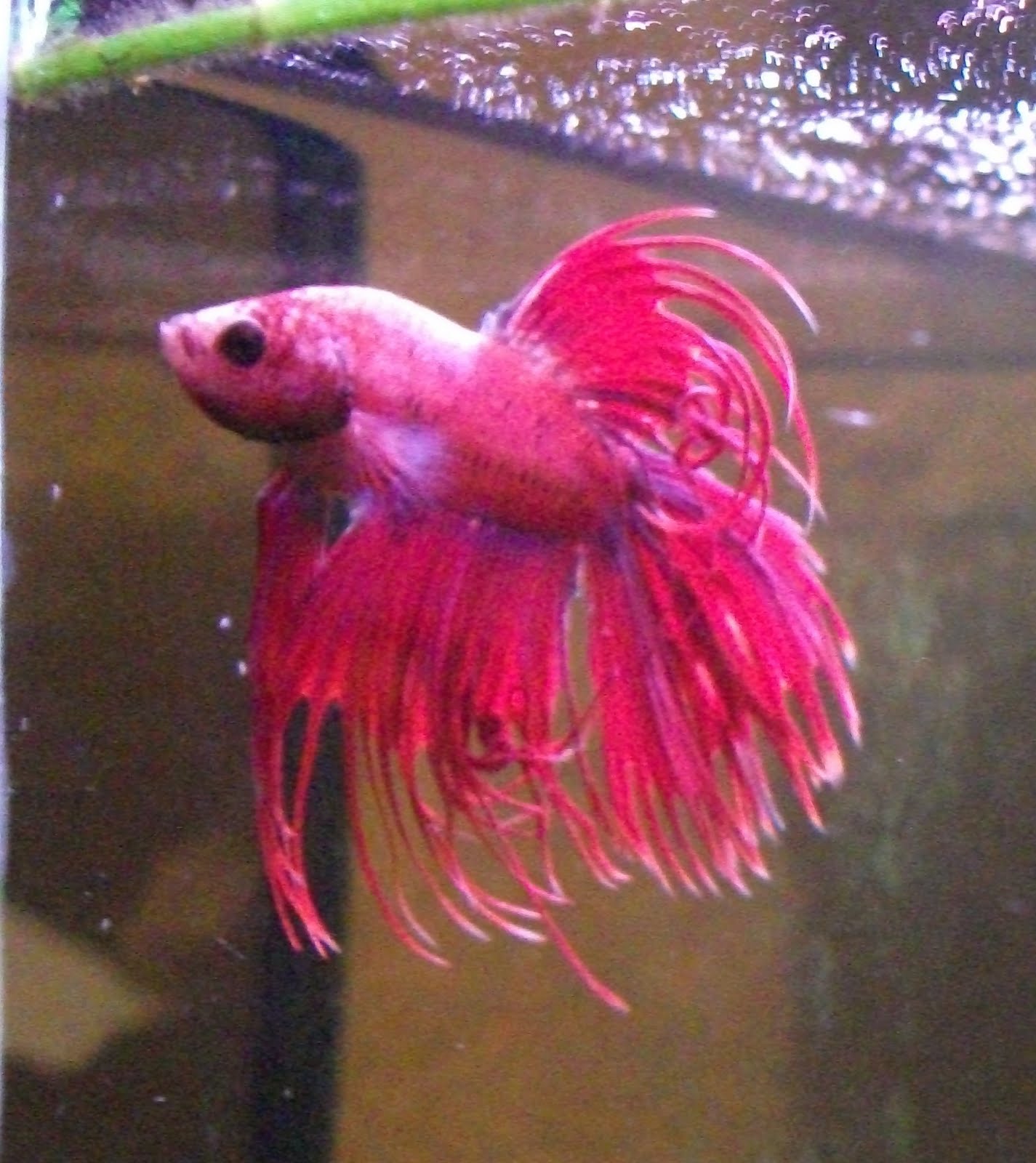 Kalandra Jane - Millinery and Musings!: New Fish Babies!