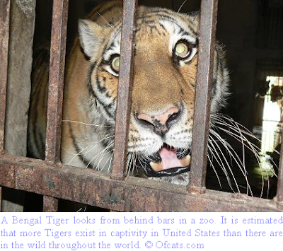 zoo tiger