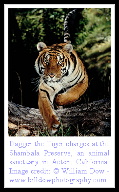 Bengal Tiger