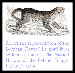 Bornean Clouded Leopard