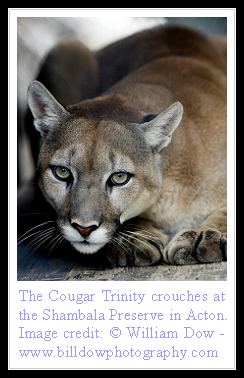 Cougar