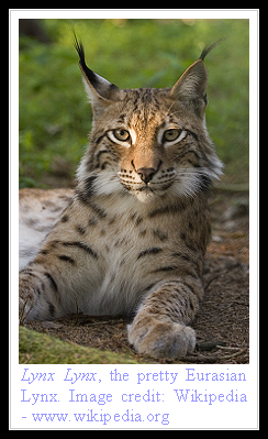 Eurasian Lynx