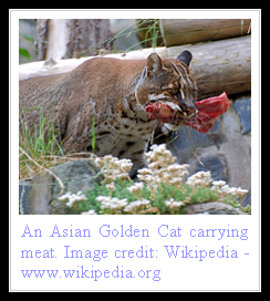 Asian Golden Cat