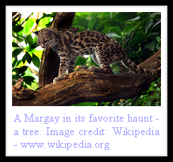 Margay