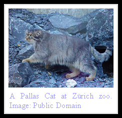 Pallas Cat