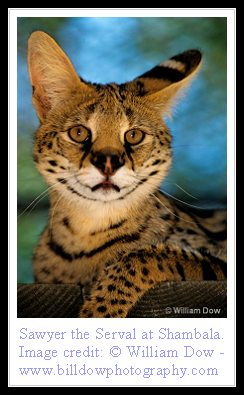 Serval