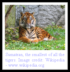 Sumatran Tiger
