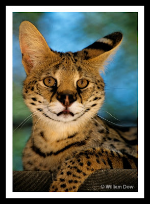 Serval
