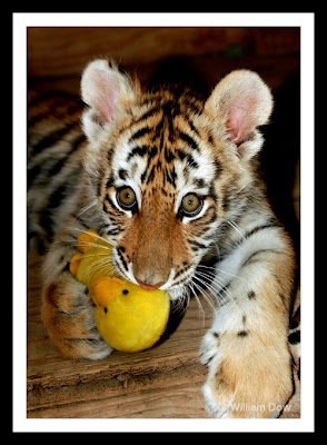 Tiger Cubz