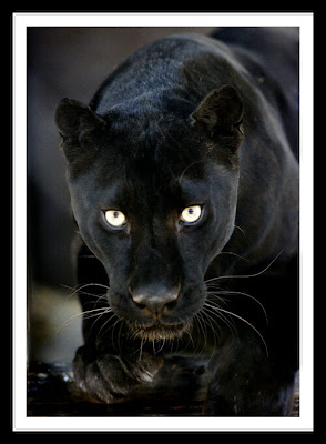 leopard