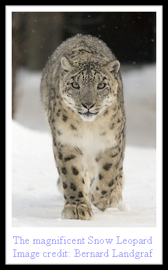 Snow Leopard