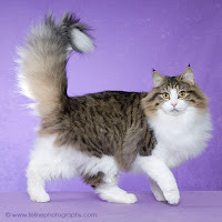 Norwegian Forest Cat